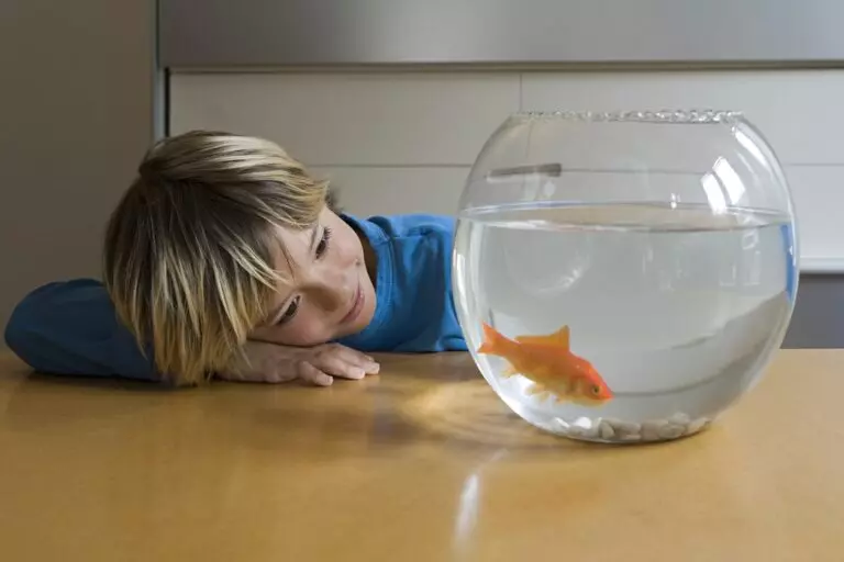Placez ses poissons dans de l’eau adoucie : bonne ou mauvaise idée ?